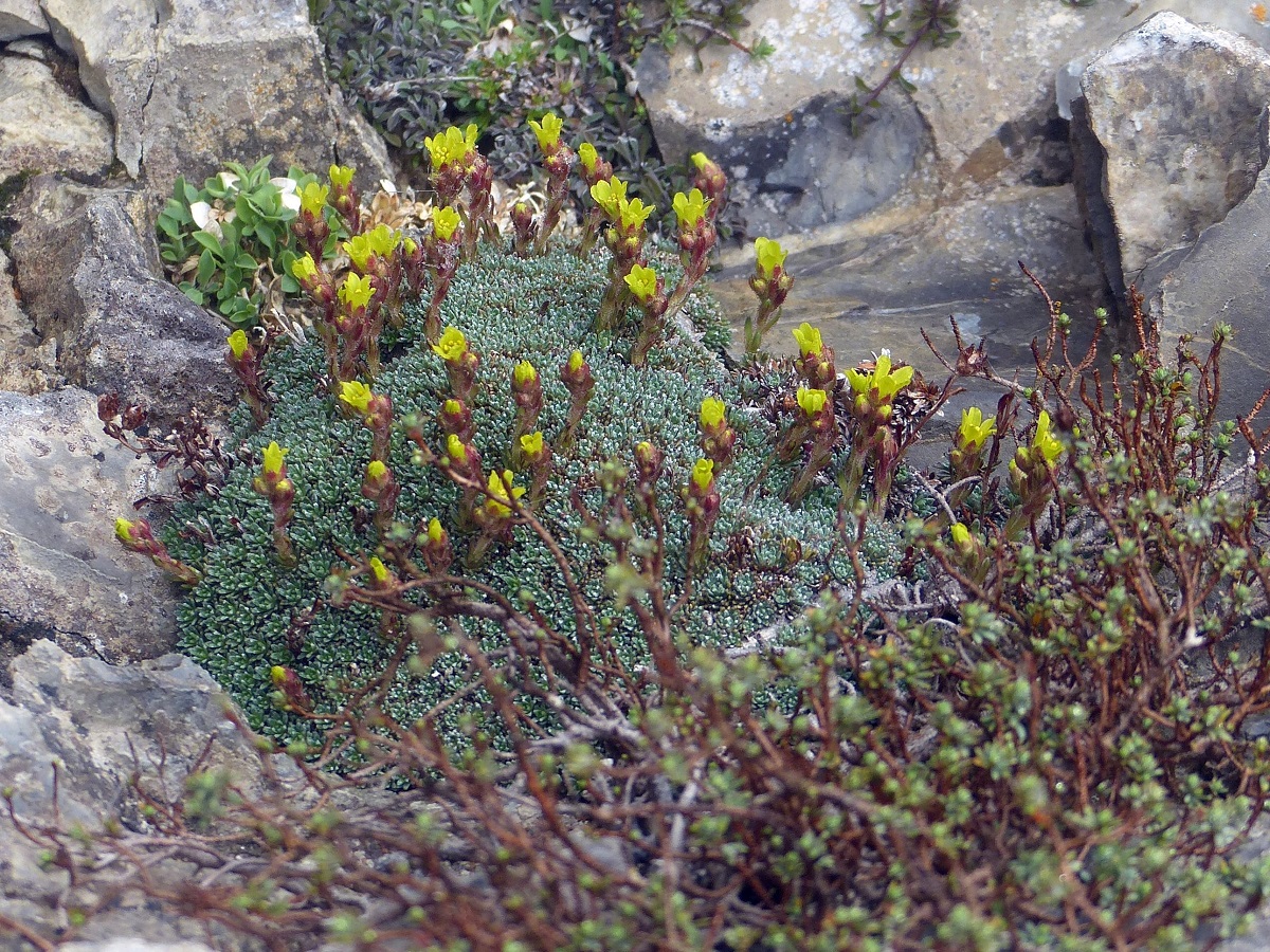 Saxifraga aretioides (Saxifragaceae)